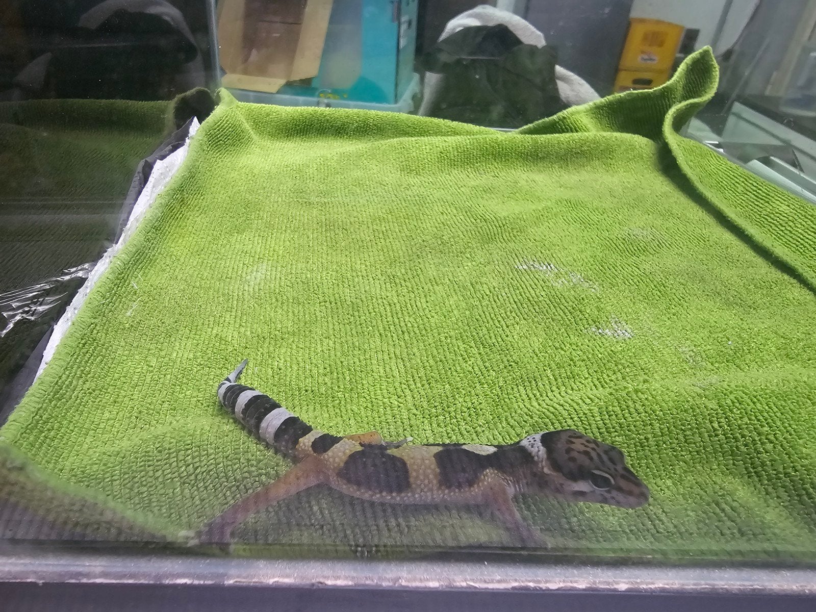 baby luipaardgekko h2, Dieren en Toebehoren, Hagedis, Tam, 0 tot 2 jaar