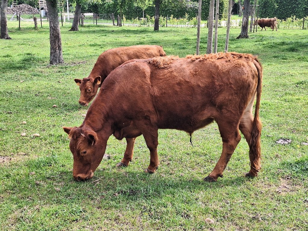 Dexter os, Dieren en Toebehoren, Runderen, Mannelijk, 0 tot 2 jaar