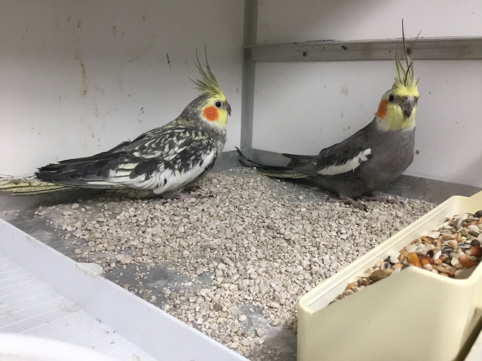 Koppel duitse valkparkieten, Dieren en Toebehoren