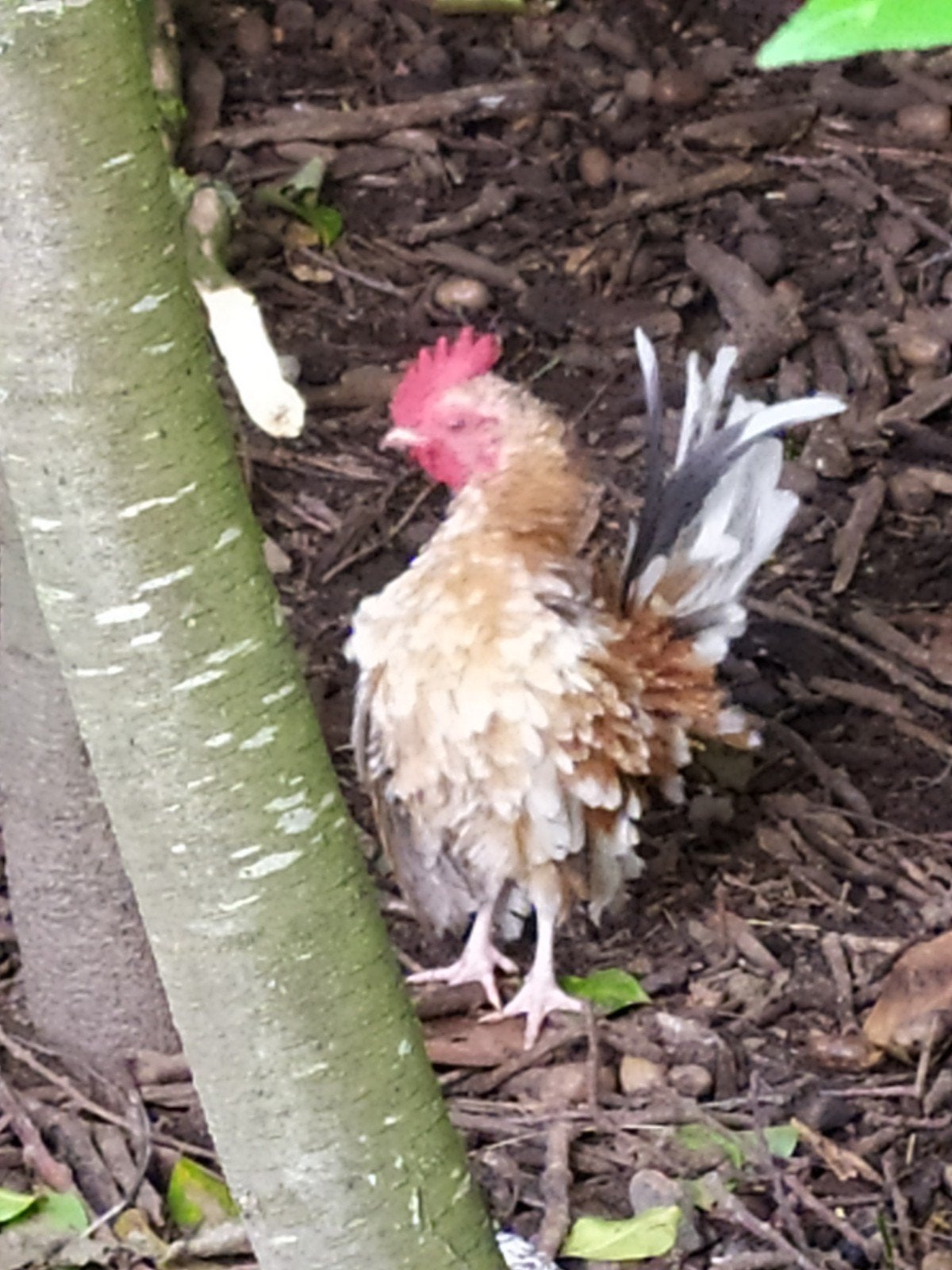 Serama haantjes, zeer kleine soort, Dieren en Toebehoren, Pluimvee