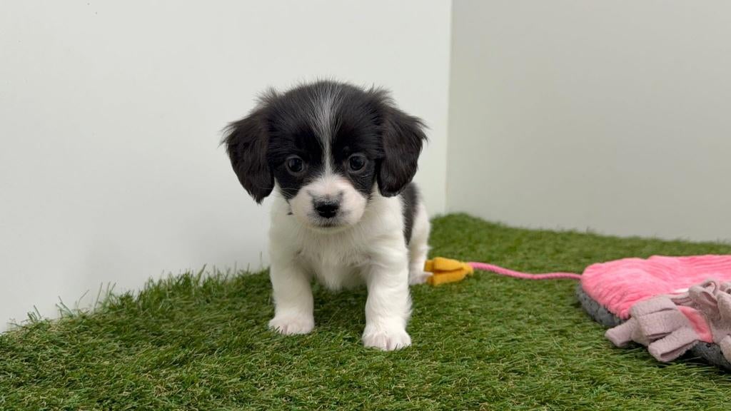 Chiots Teckel x Mix