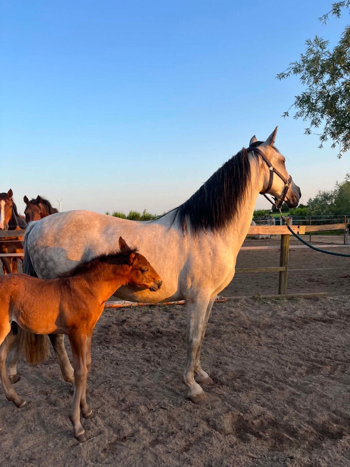 Spaanse merrie met PRE veulen, Jument