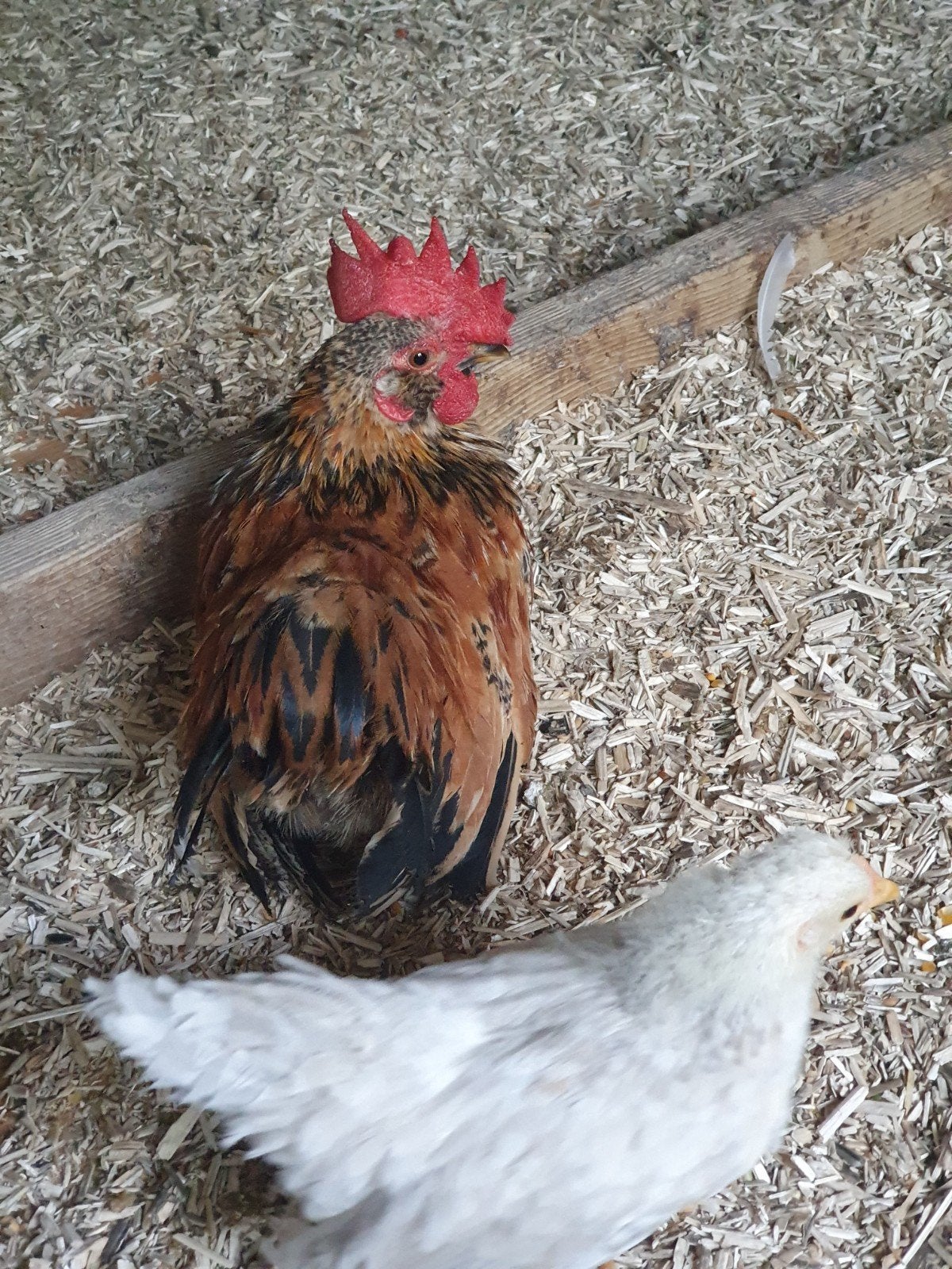 mooie chabo haan, Animaux & Accessoires, Volatiles