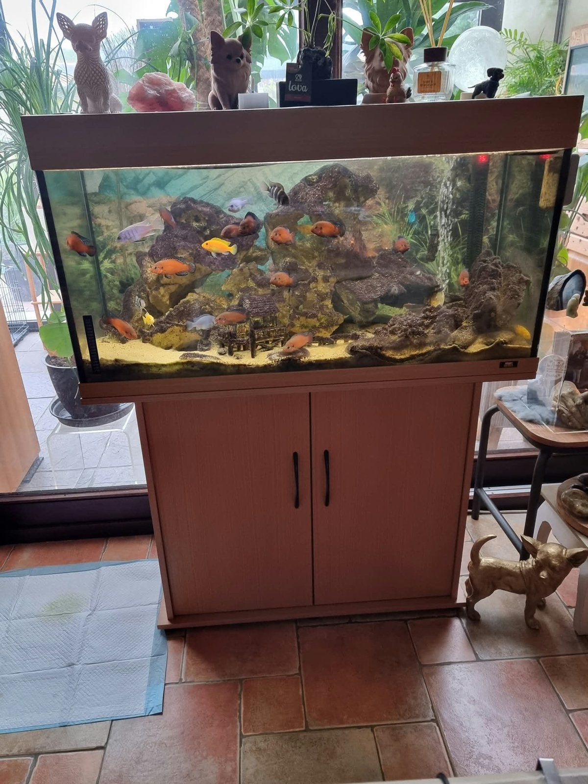 Aquarium met filter, Dieren en Toebehoren, Ophalen, Zo goed als nieuw, Filter