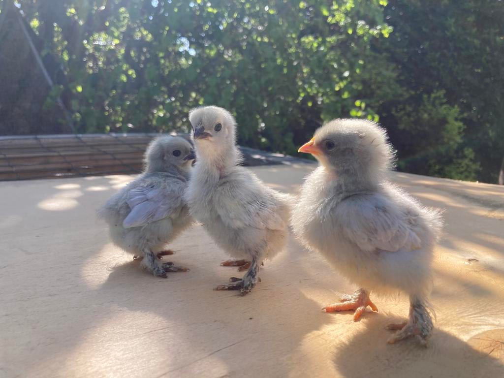 kuikens cochin kriel, Dieren en Toebehoren, Pluimvee, Geslacht onbekend, Kip