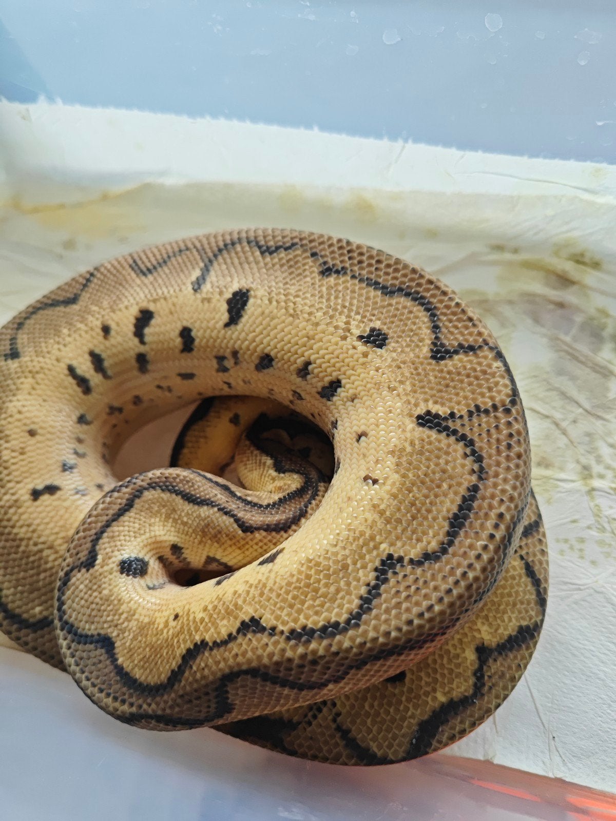 Pythons Regius Ball Python photo 12