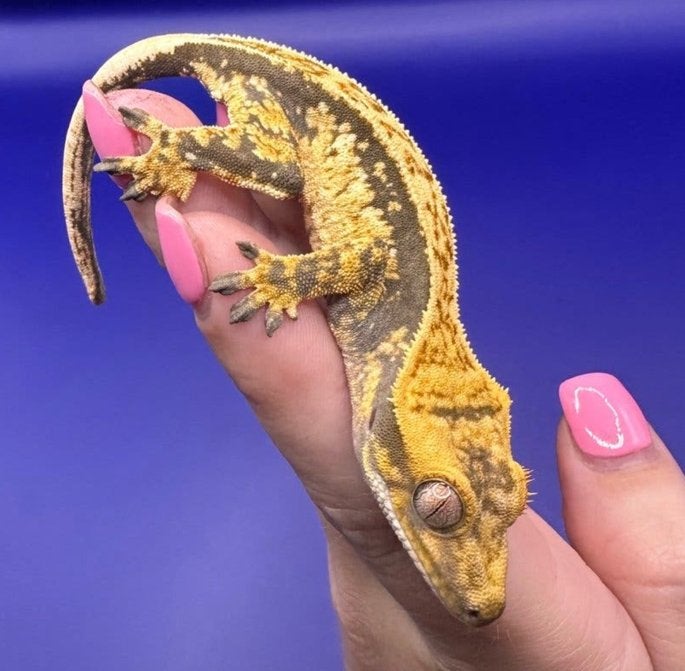 Wimpergecko 05 unsexed, Dieren en Toebehoren, Overige soorten, 0 tot 2 jaar