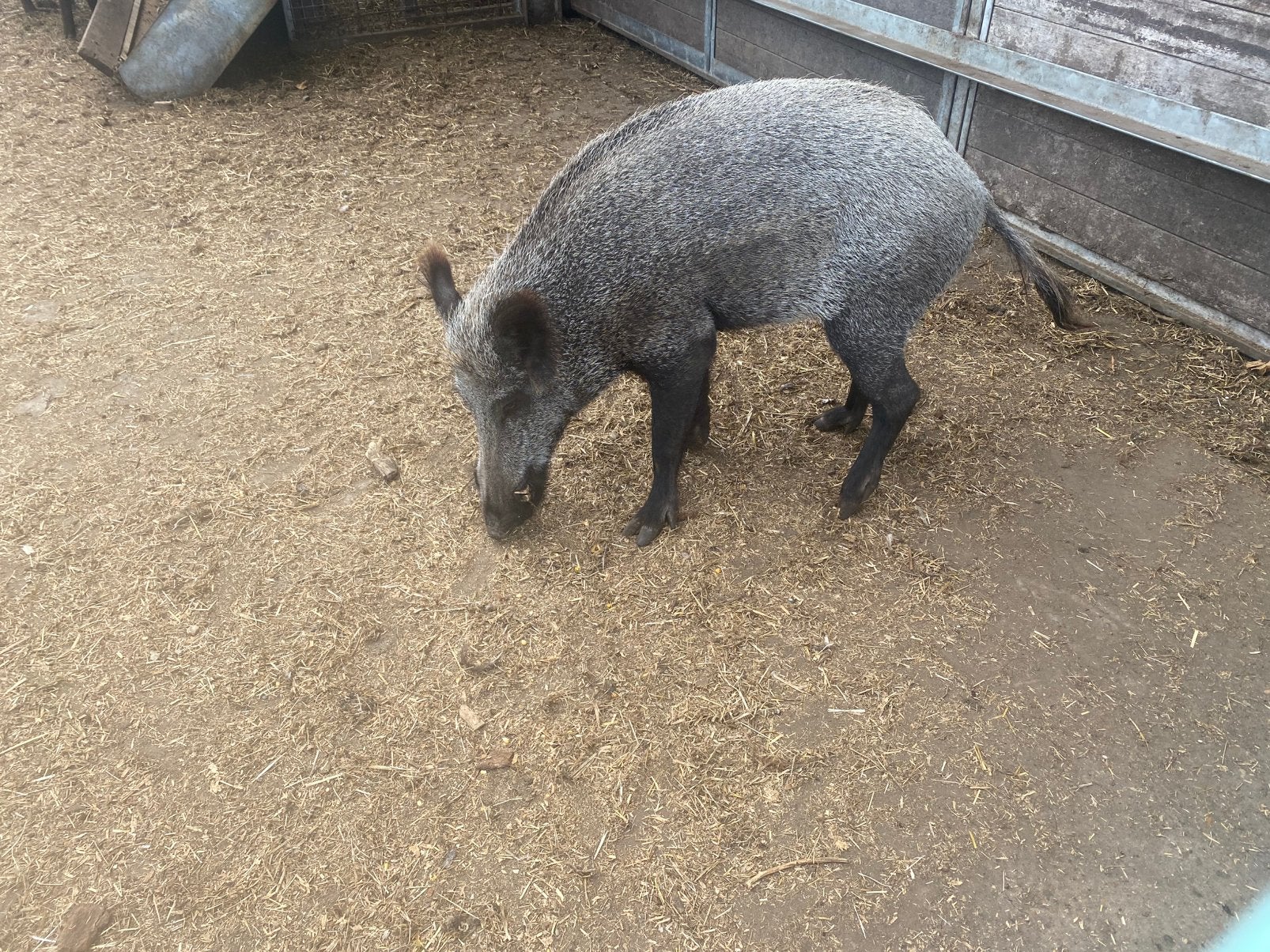Everzwijnen onder optie, Dieren en Toebehoren, Schapen, Geiten en Varkens, Mannelijk