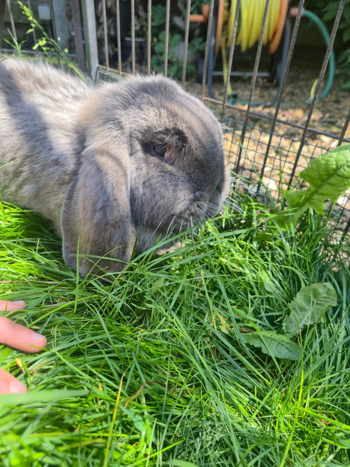 Franse langoor konijnen (groot) twee vrouwtjes, Dieren en Toebehoren, Konijnen