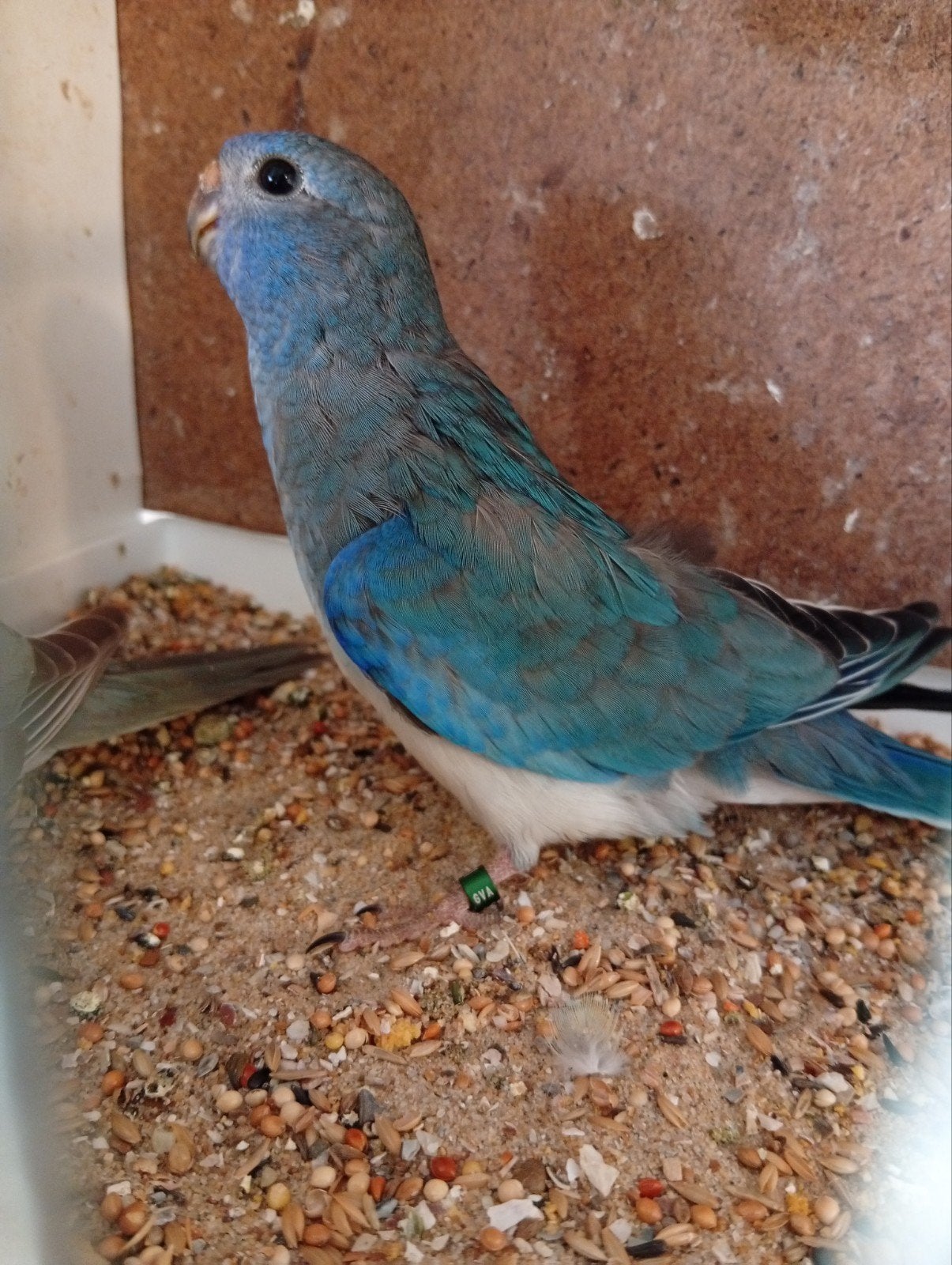 Splendid 26, Dieren en Toebehoren, Geringd
