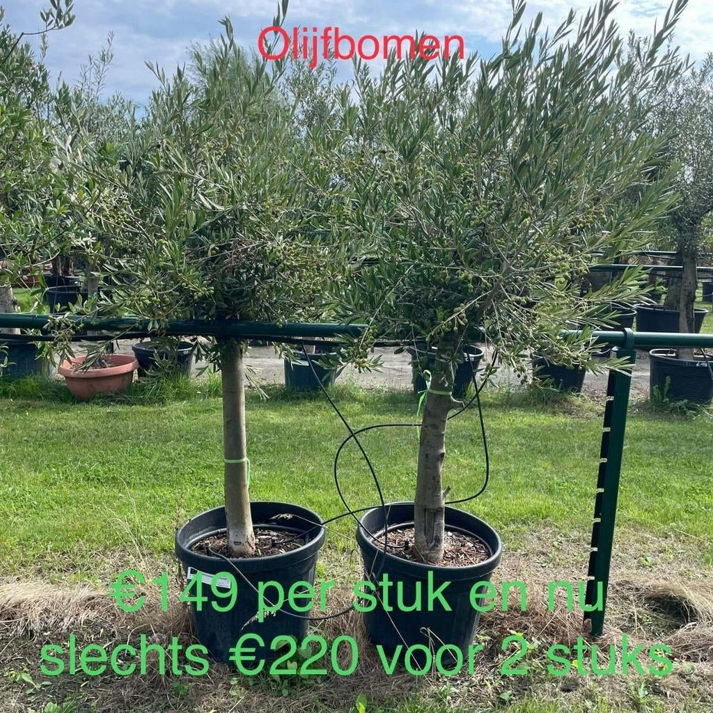 ‼️olijfbomen olea europaea in actie ‼️, Ophalen