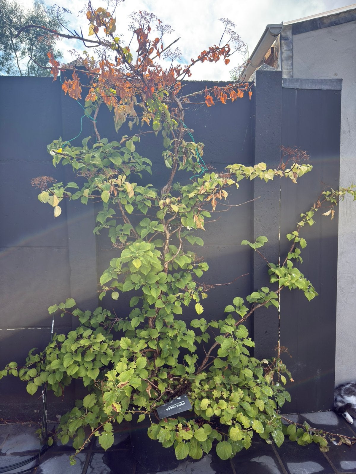 Mooie grote klimhortensia, Enlèvement, Hortensia, Arbuste, 100 à 250 cm
