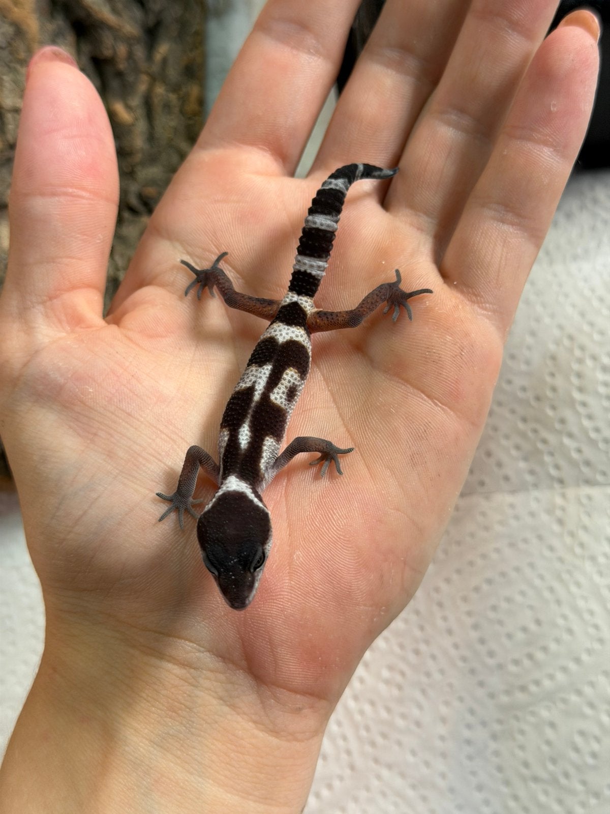 Black night x tangerine luipaardgekko vrouw, Hagedis, Tam, 0 tot 2 jaar