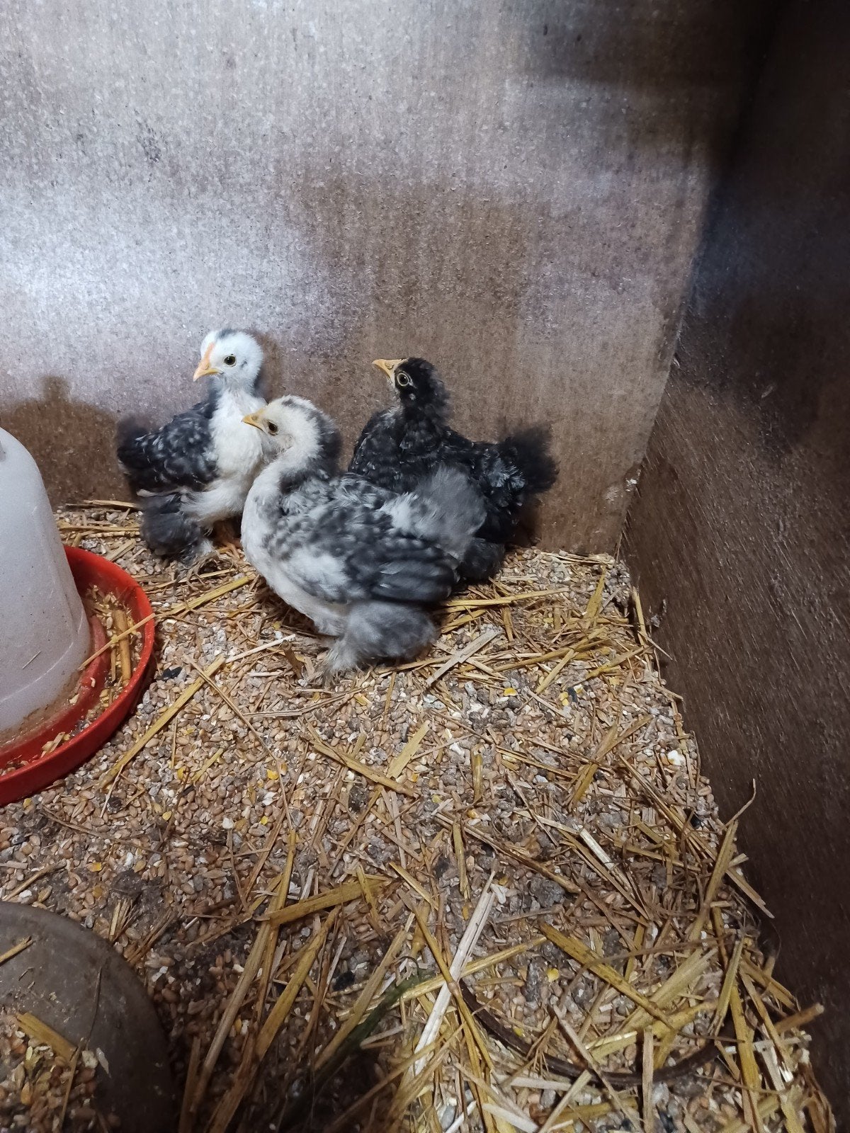 cochin kriel kuikens, Dieren en Toebehoren