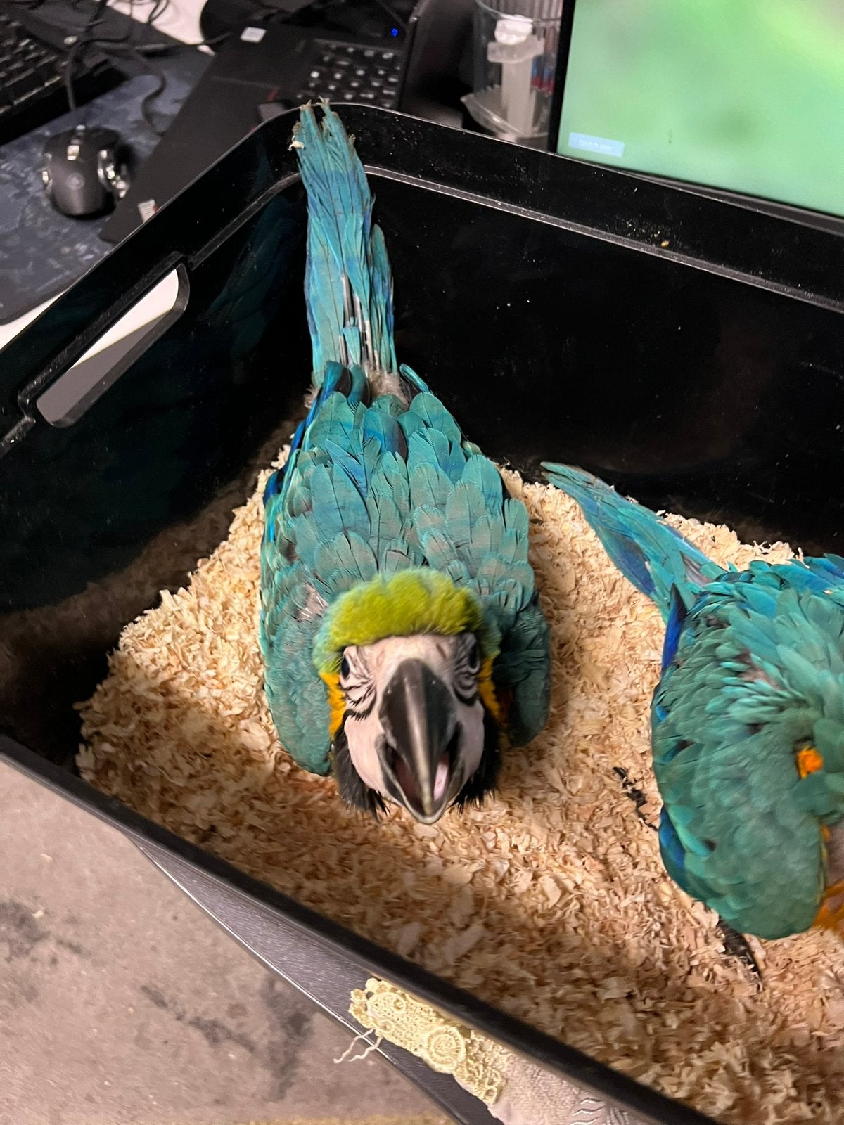 Jonge ara blauwegele, Dieren en Toebehoren