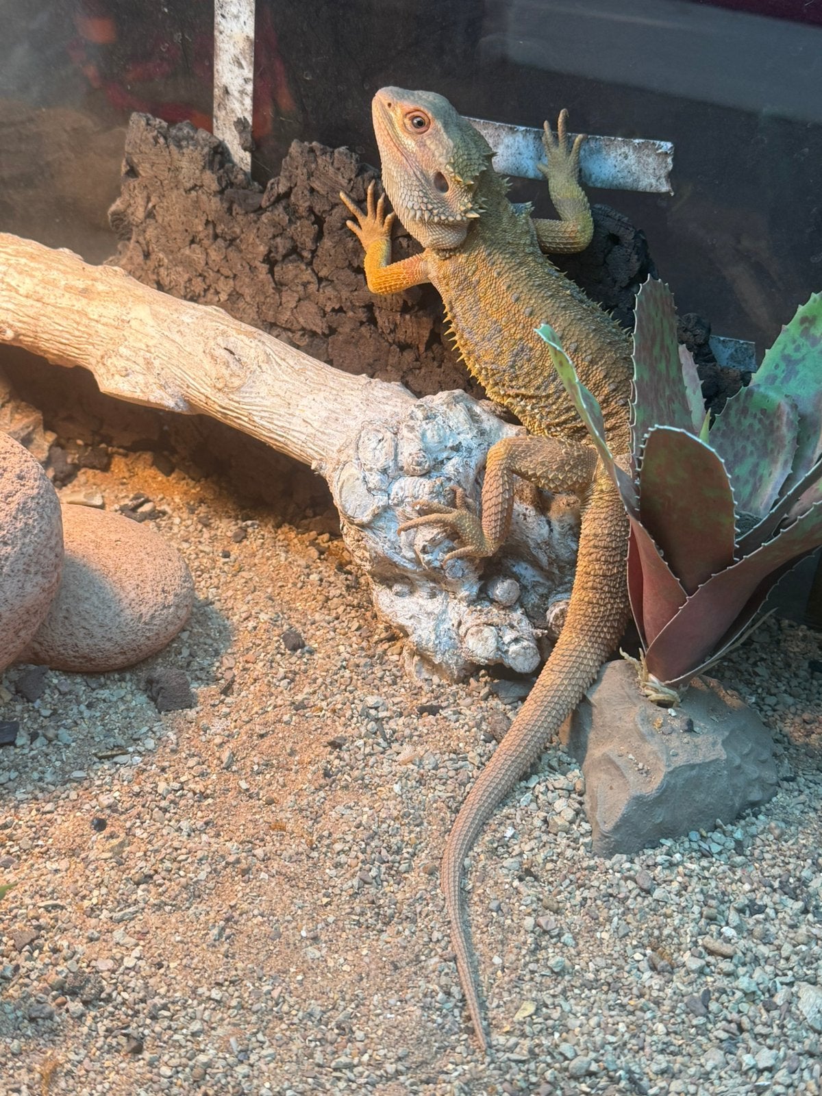 Blauwtongskink en baardegaan, Dieren en Toebehoren, Overige soorten, Met terrarium, 0 tot 2 jaar