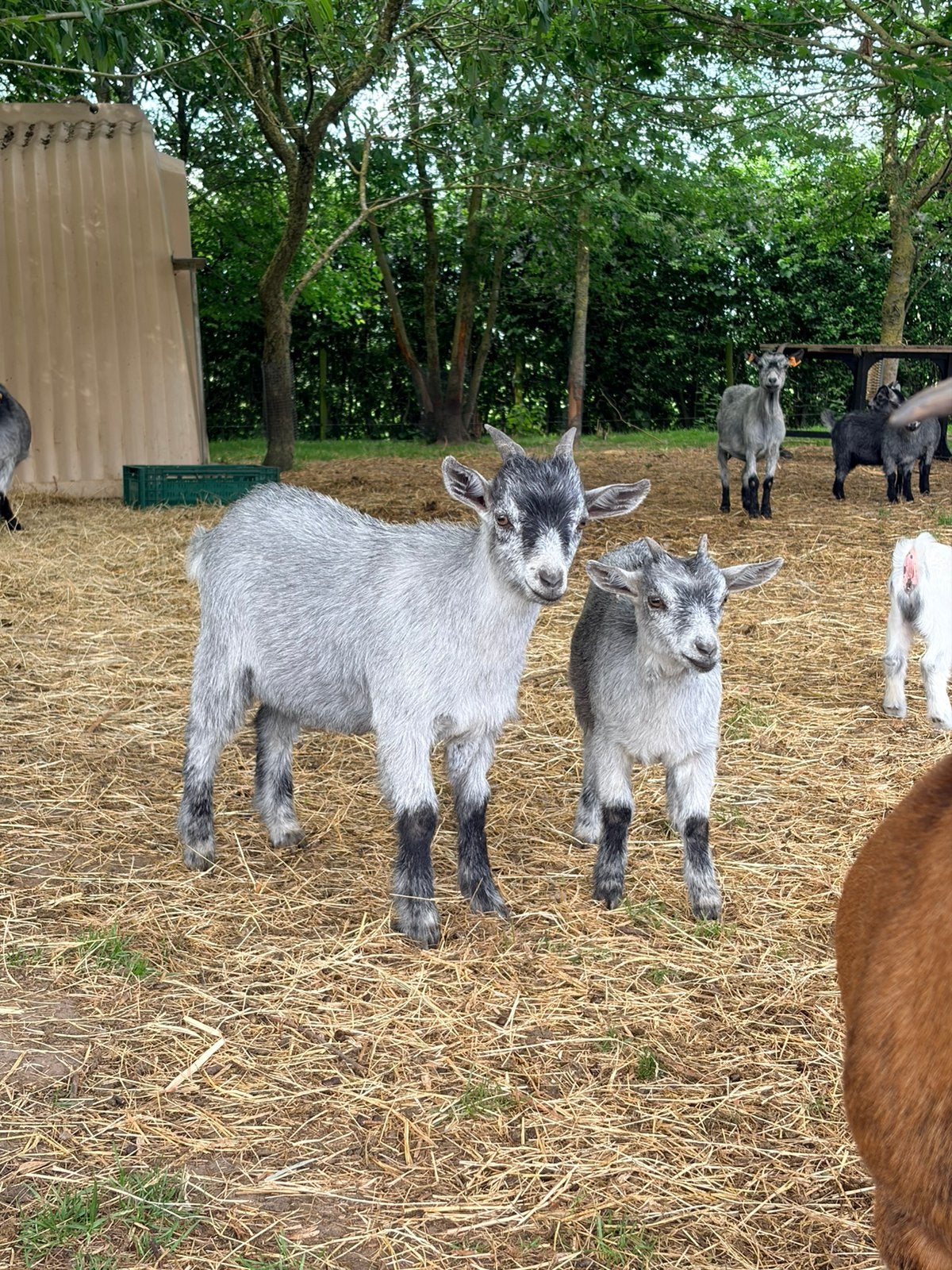 Geitenbokje, Dieren en Toebehoren