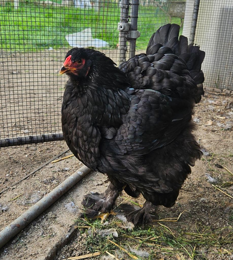 Zwarte Brahma hen