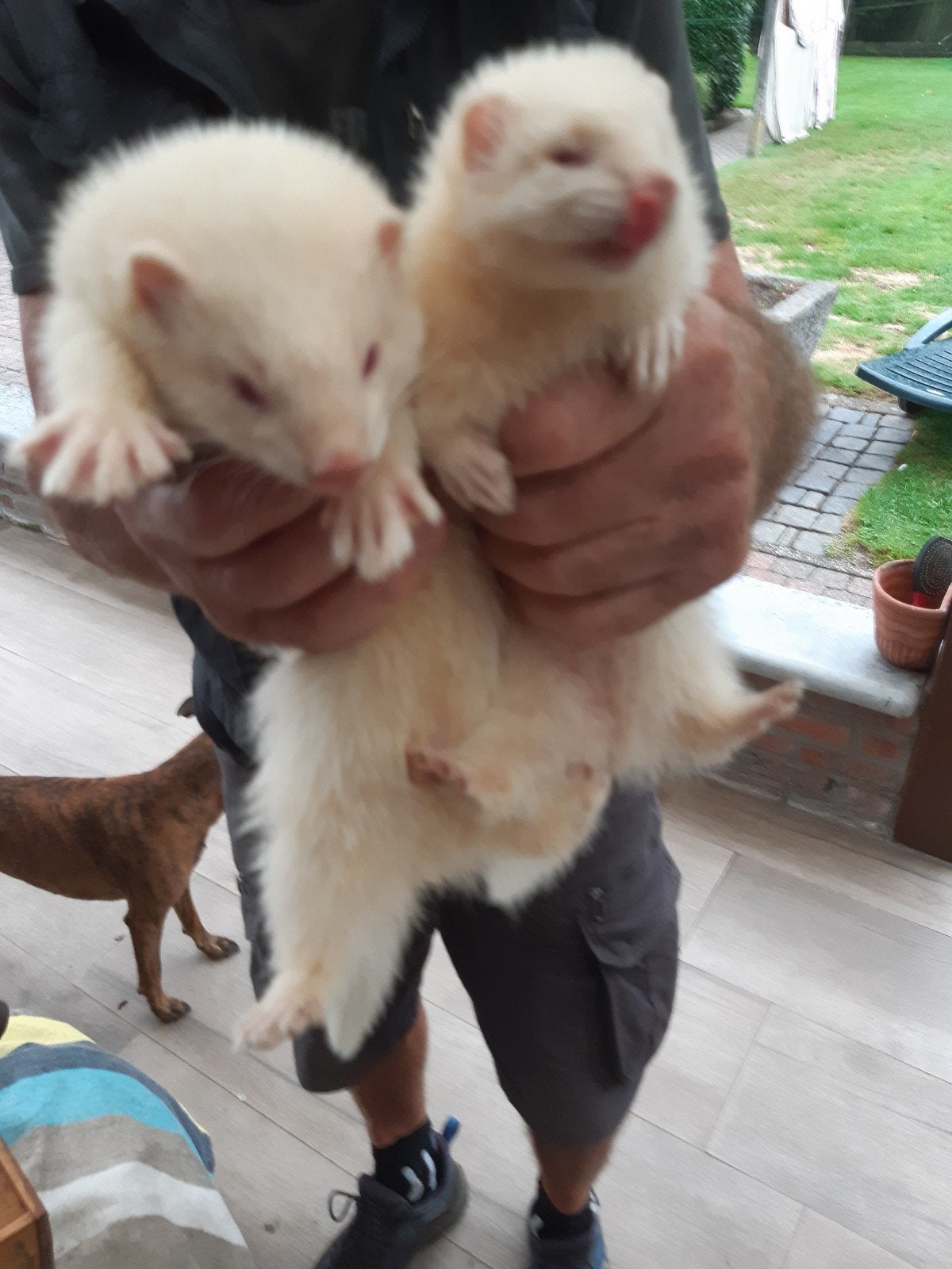 jacht fretjes, Mei, Meerdere dieren