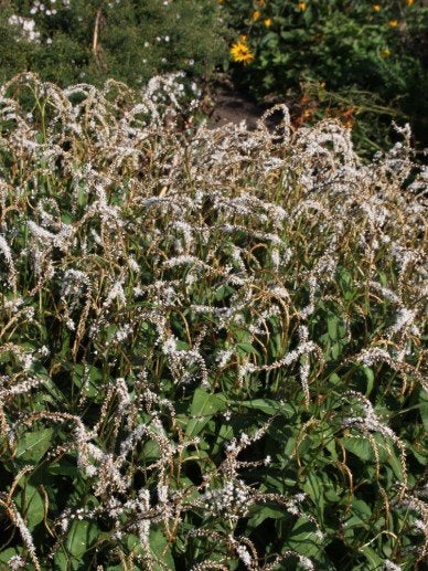 Persicaria amplexicaulus White Eastfield, Tuin en Terras, Ophalen