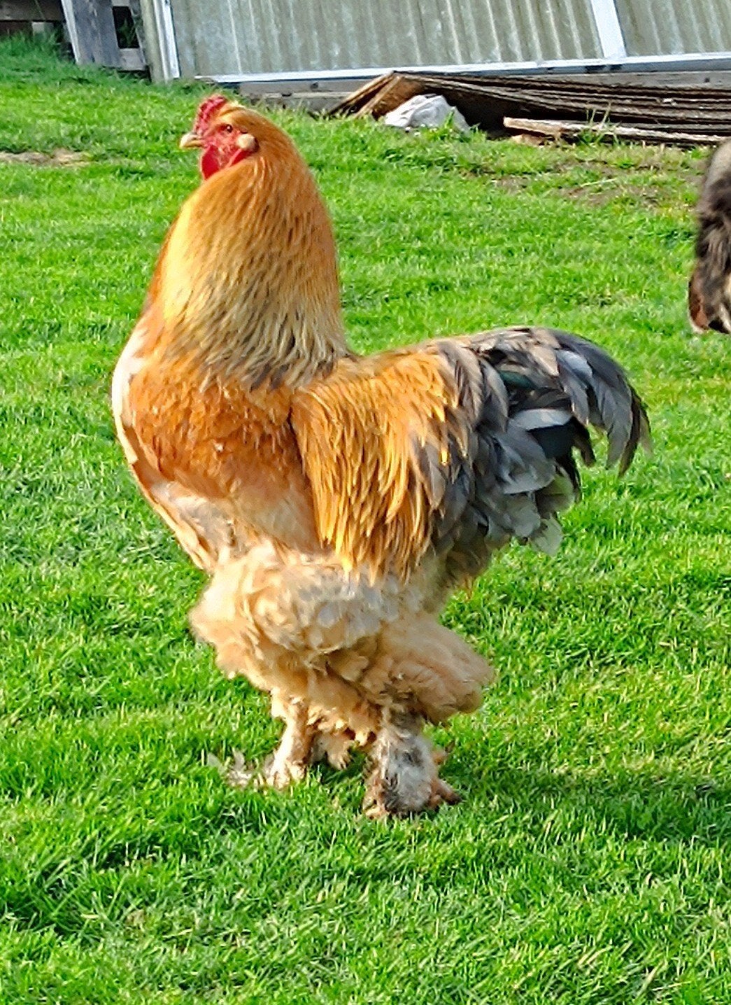 Brahma haan, Mannelijk, Kip