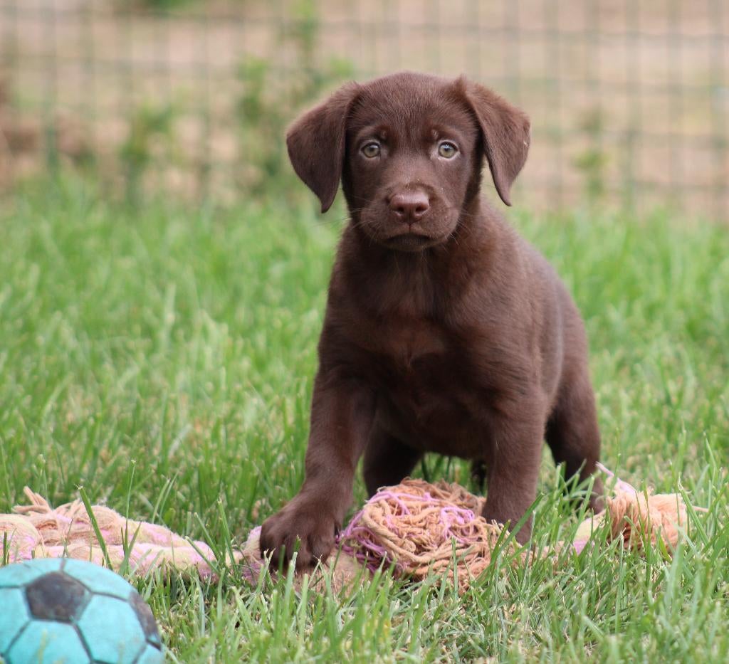 Labrador pup, Dieren en Toebehoren, Honden | Retrievers, Spaniëls en Waterhonden, Parvo, België, Reu, 8 tot 15 weken