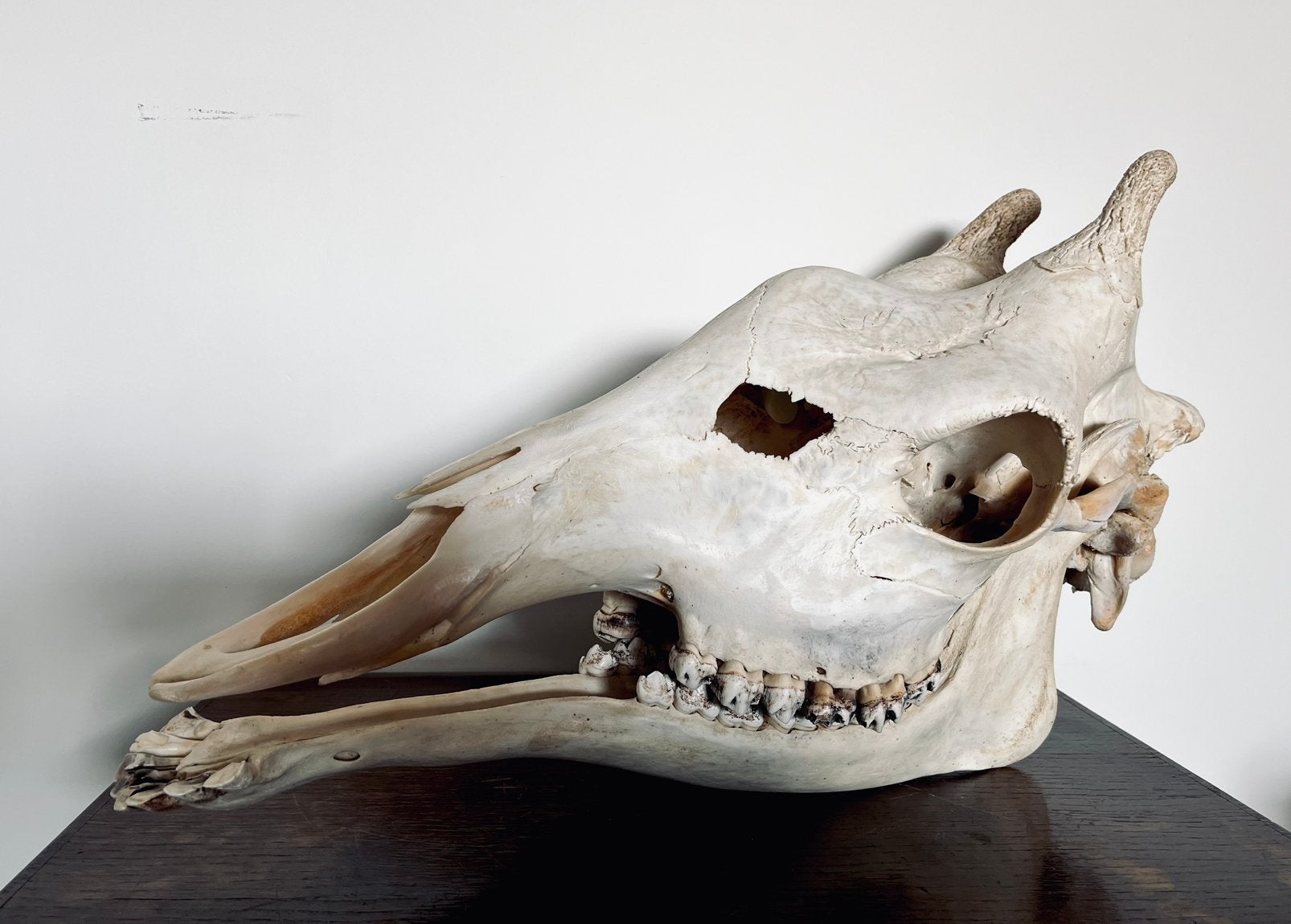 Schedel van een giraffe skelet opgezette taxidermie, Verzamelen, Ophalen of Verzenden, Zo goed als nieuw, Schedel