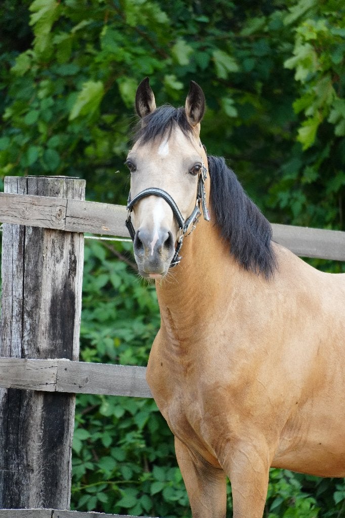 Welsh valk Hulst Moonlight te koop, Dieren en Toebehoren, Pony's, B, Ruin, 3 tot 6 jaar, Met stamboom