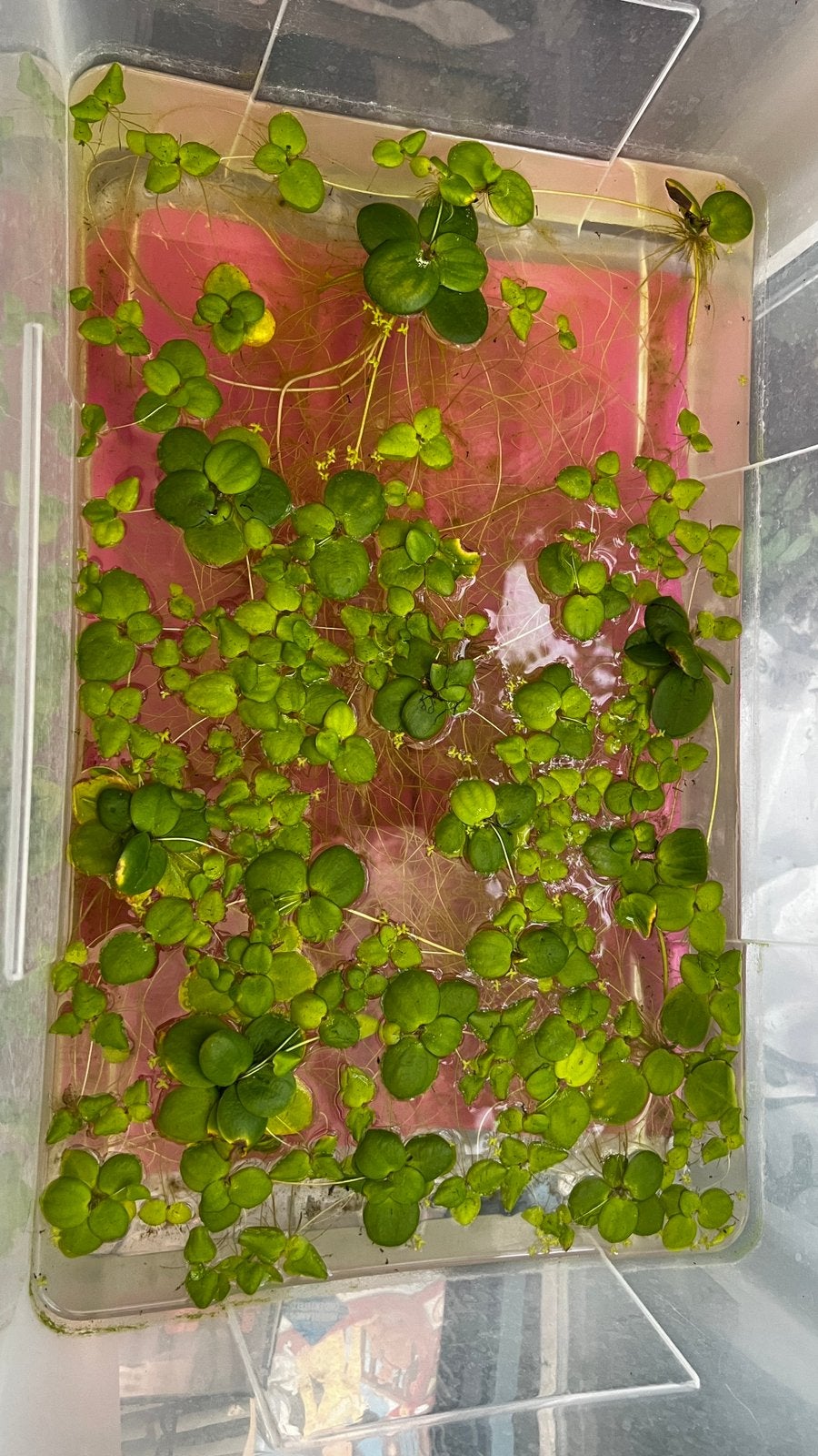 Kikkerbeet – gezonde drijfplanten uit eigen kweek, Ophalen, Verwarming, Plant(en), Steen of Hout