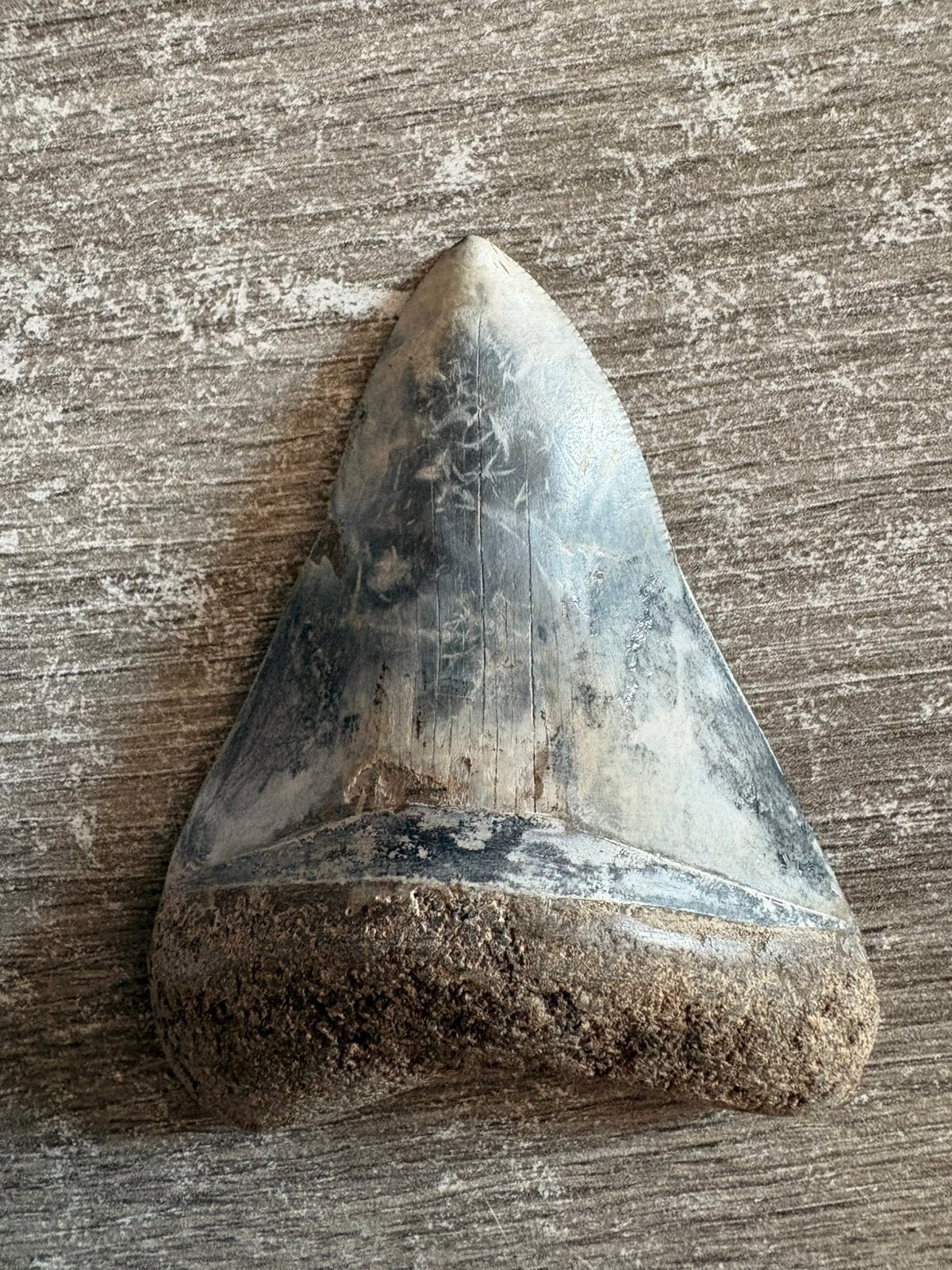Megalodontand 8,9 cm - Indonesië, Verzamelen, Mineralen en Fossielen, Verzenden, Fossiel