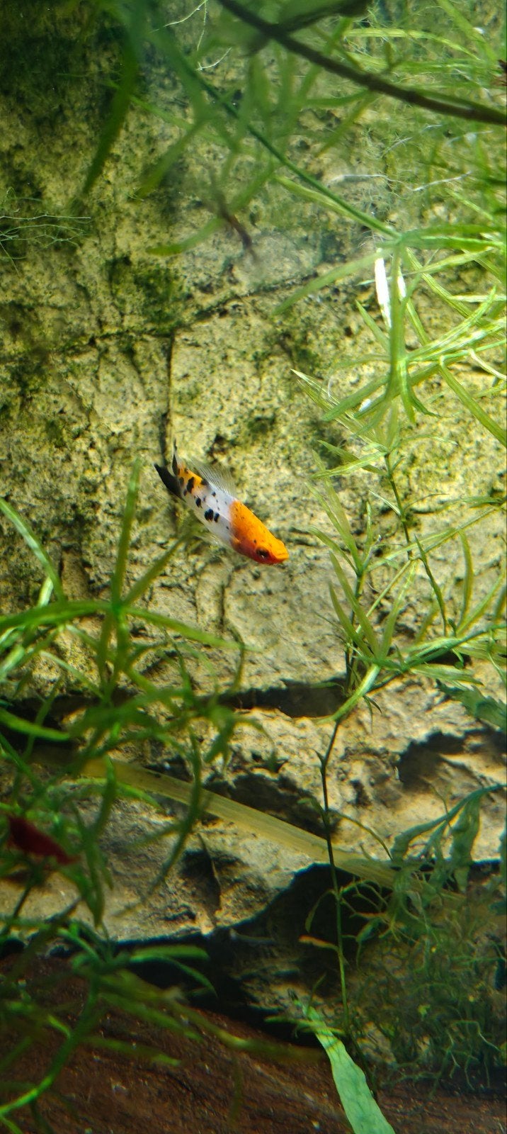 Koi zwaard dragers, Dieren en Toebehoren