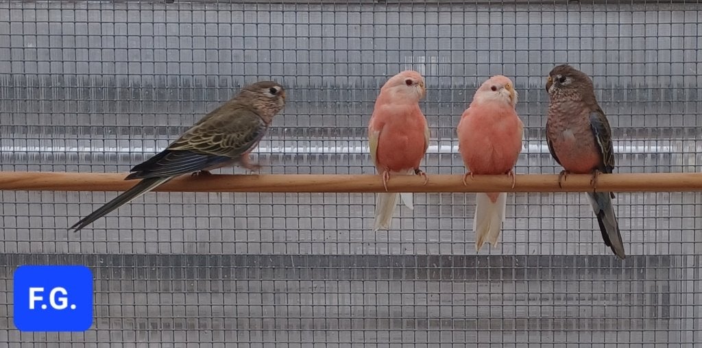 Bourkes parkieten, Dieren en Toebehoren, Meerdere dieren, Parkiet, Geringd