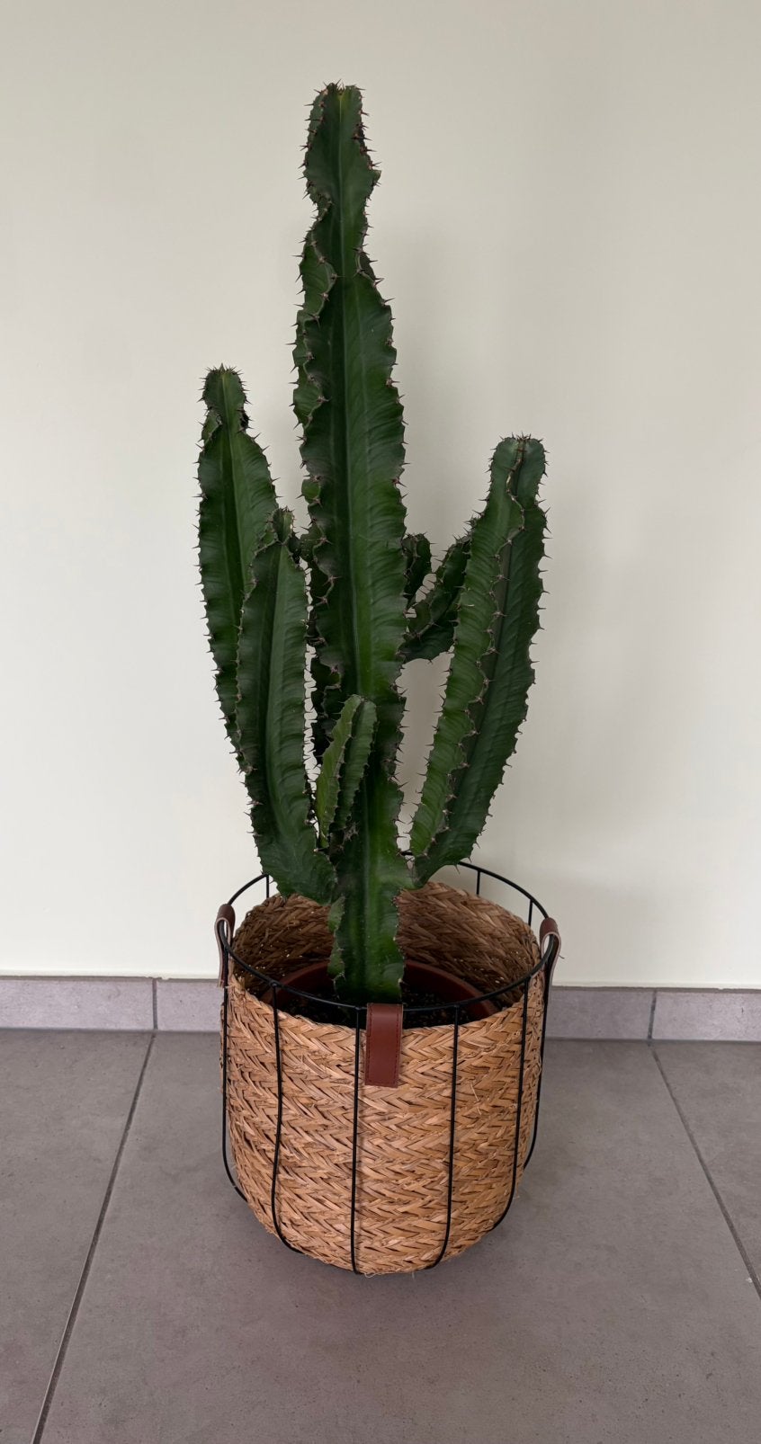 Cactus kamerplant met decoratieve mand, Ophalen, Cactus