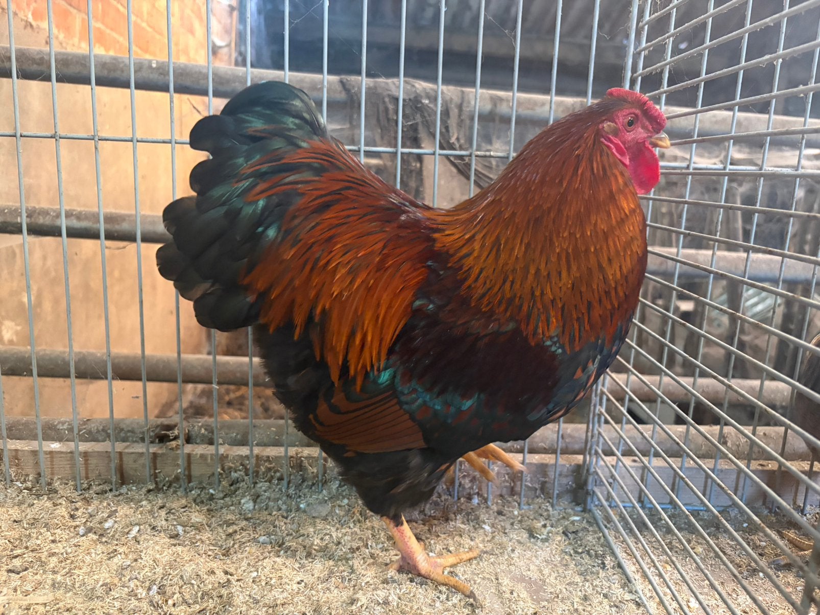 Hanen wyandotte kriel, Dieren en Toebehoren, Mannelijk, Kip