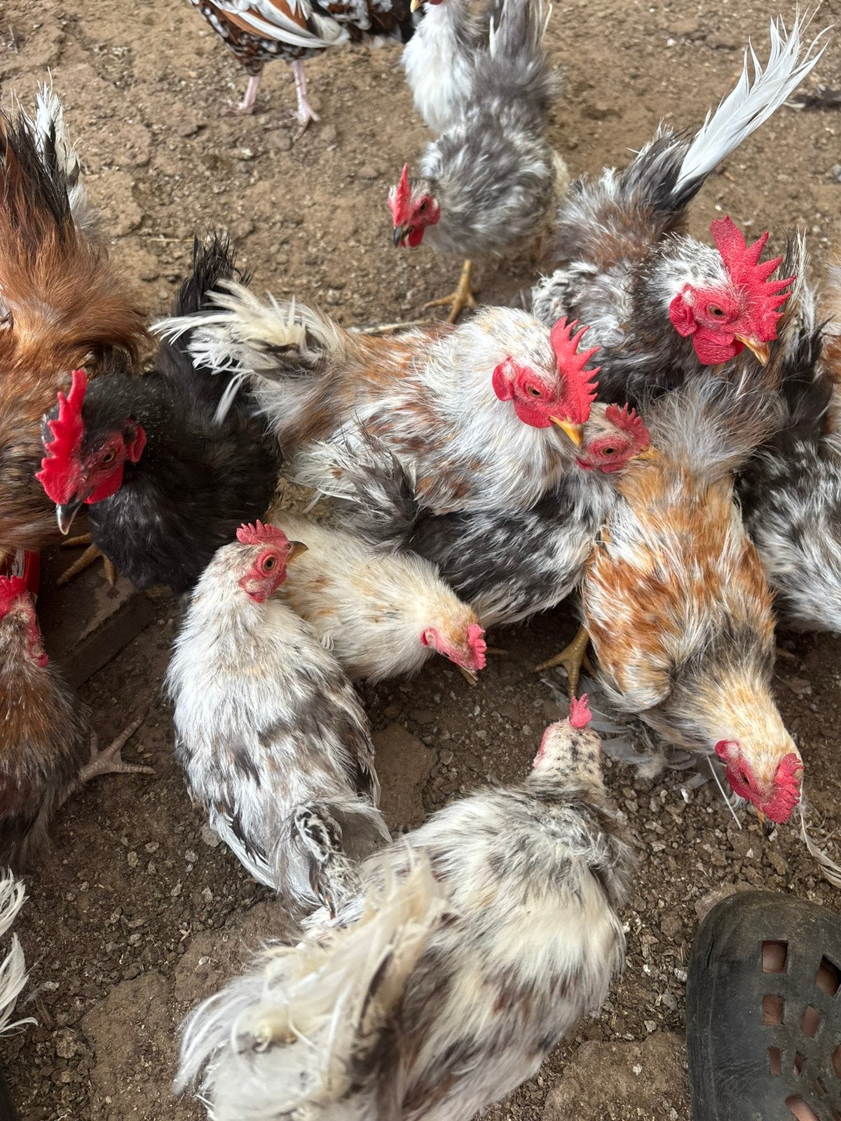 Coqs Serama en soie, Animaux & Accessoires, Volatiles, Mâle, Poule ou poulet