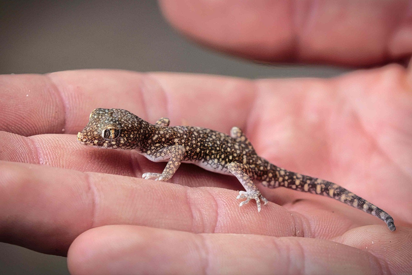 dunvingergekko's nakweek, Dieren en Toebehoren