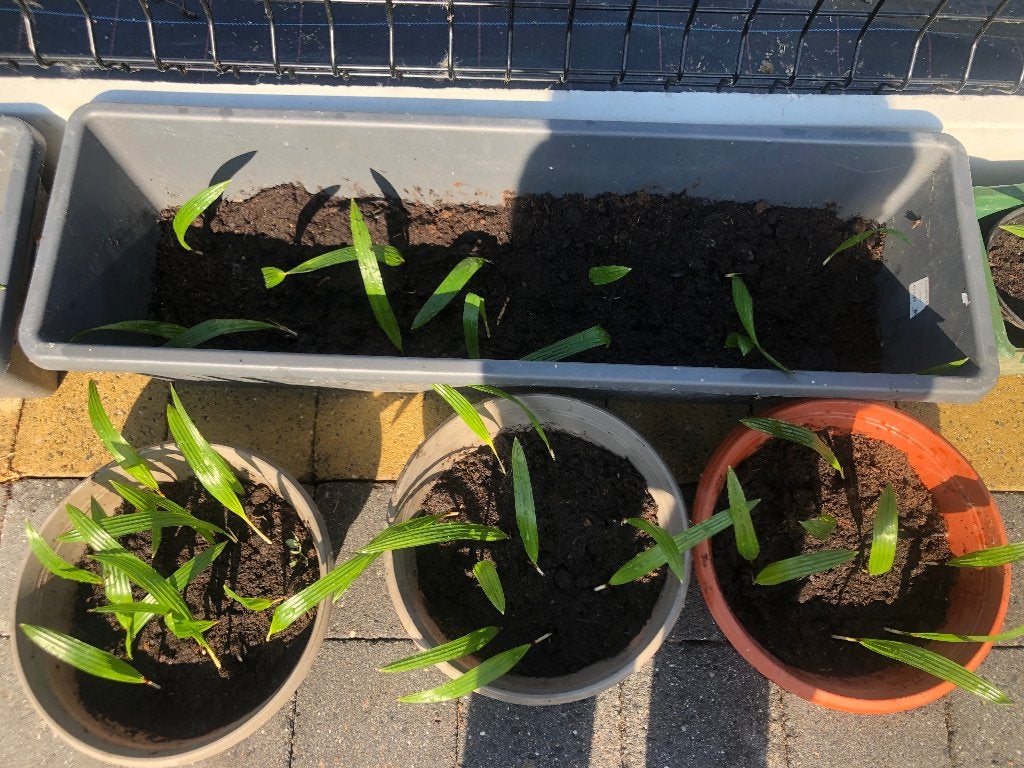 Trachycarpus fortunei palmboom zaailingen, Tuin en Terras, Ophalen, Zomer, Volle zon, Palmboom