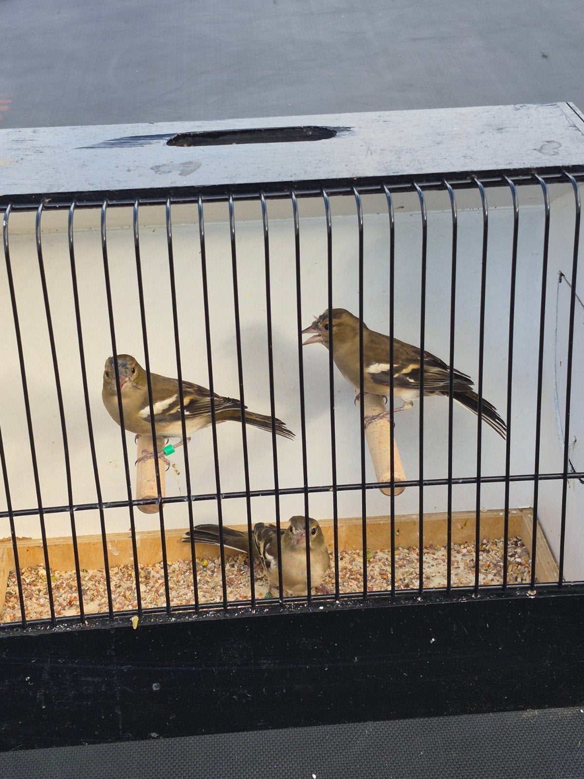 botvink poppen, Vrouwelijk, Wildzangvogel, Geringd