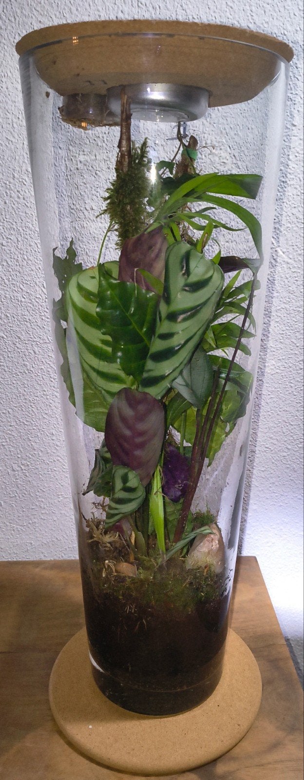 zelfregulerend Plantenterrarium, Ophalen