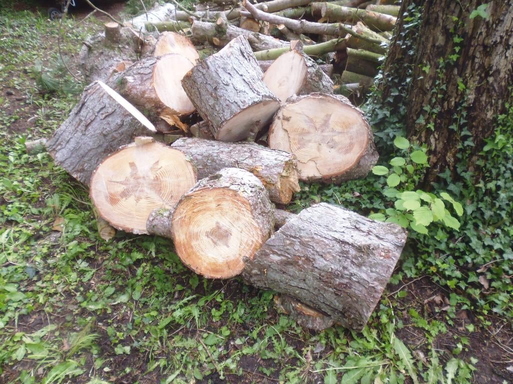 Hout voor insert in 40/50 CM voor winter 2026, Tuin en Terras, Brandhout, 6 m³ of meer, Ophalen, Overige houtsoorten, Stammen