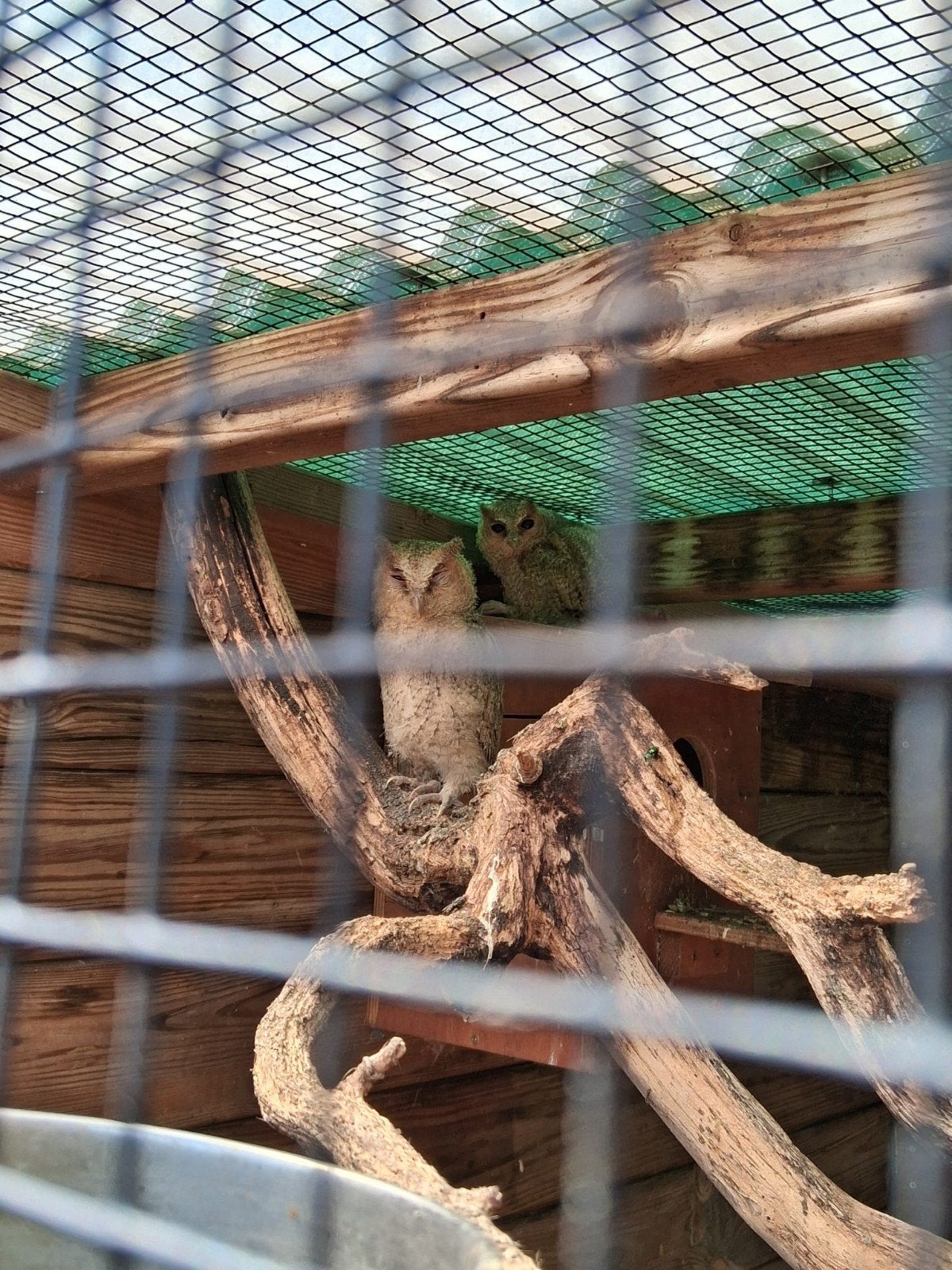 indiche dwergooruil ,, Dieren en Toebehoren, Geslacht onbekend, Roofvogel, Geringd