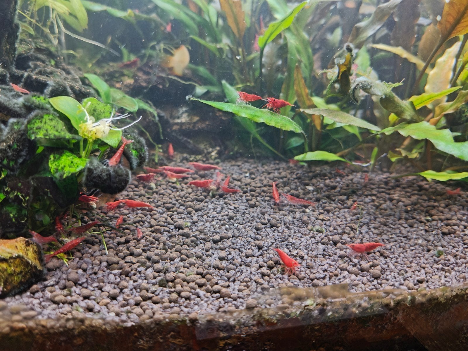 neocaridina rood - vuurgarnaal - red sakura, Animaux & Accessoires, Homard, Crabe ou Crevette, Poisson d'eau douce, Banc de poissons