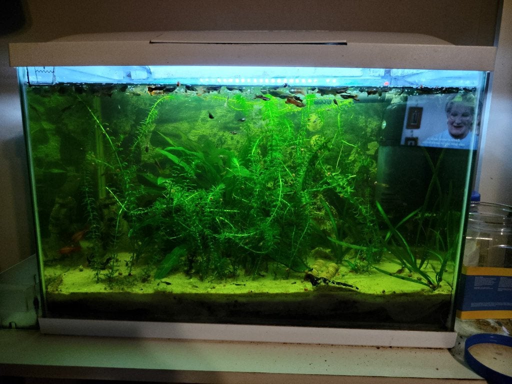 aquarium superfish 70, Enlèvement, Poissons inclus, Comme neuf, Superfish