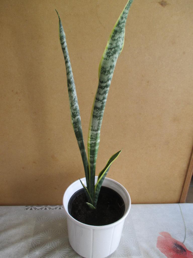 sanseveria, Plante verte, Enlèvement ou Envoi, Autres espèces, Moins de 100 cm