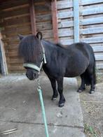 kinderpony/ weidemaatje, Dieren en Toebehoren, Gechipt, Ruin, Niet van toepassing, 11 jaar of ouder