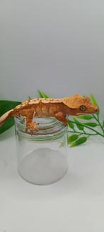 1.0 Mooie Red Tricolor wimpergekko man, Lézard, Domestique, 0 à 2 ans