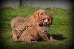 Cavapoo pups, Dieren en Toebehoren, Poedel, België, CDV (hondenziekte), 8 tot 15 weken
