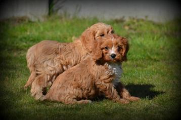 Cavapoo pups, Dieren en Toebehoren, Poedel, België, CDV (hondenziekte), 8 tot 15 weken