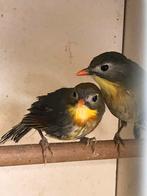 Japanse nachtegaal, Dieren en Toebehoren, Vogels | Overige Vogels