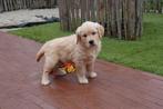 Prachtige Golden retriever pups (geteste ouders!), CDV (hondenziekte), Meerdere, Golden retriever, 8 tot 15 weken